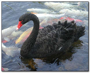 Black Swan at Kiahuna
