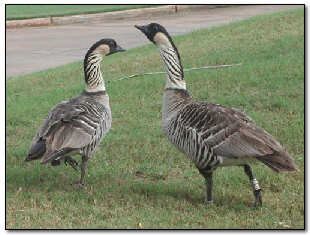 Hawaiian Nene Goose