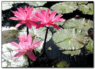 Lily ponds